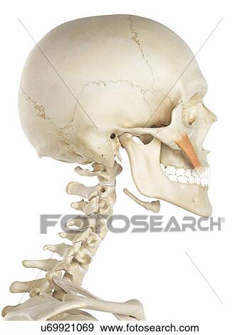 Facial muscle, artwork View Large Illustration Stock Illustration - Facial muscle, artwork. Fotosearch