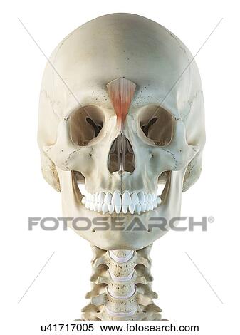 Facial muscles, artwork View Large Illustration Stock Illustration - Facial muscles, artwork. Fotosearch