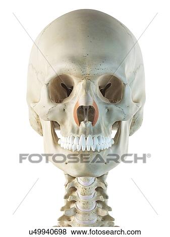 Facial muscles, artwork View Large Illustration Stock Illustration - Facial muscles, artwork. Fotosearch