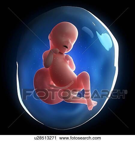 Fetal development, artwork View Large Illustration Clip Art - Fetal development, artwork. Fotosearch