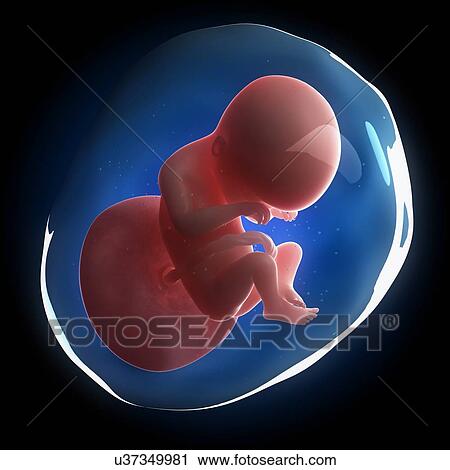 Clip Art - Fetal development, artwork. Fotosearch
