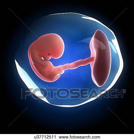 Clip Art - Fetal development, artwork. Fotosearch