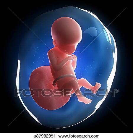 Fetal development, artwork View Large Illustration Clip Art - Fetal development, artwork. Fotosearch