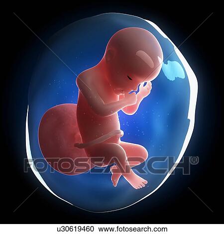 Fetal development, artwork View Large Illustration Clipart - Fetal development, artwork. Fotosearch