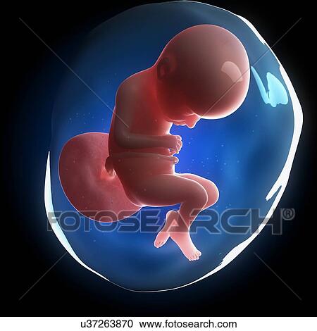 Fetal development, artwork View Large Illustration Clipart - Fetal development, artwork. Fotosearch