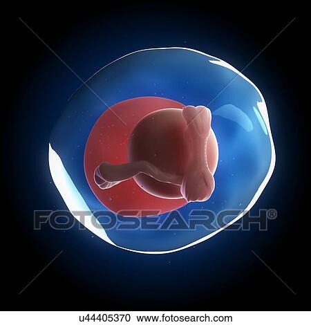 Fetal development, artwork View Large Illustration Clipart - Fetal development, artwork. Fotosearch