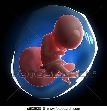 Fetal development, artwork View Large Illustration Clipart - Fetal development, artwork. Fotosearch