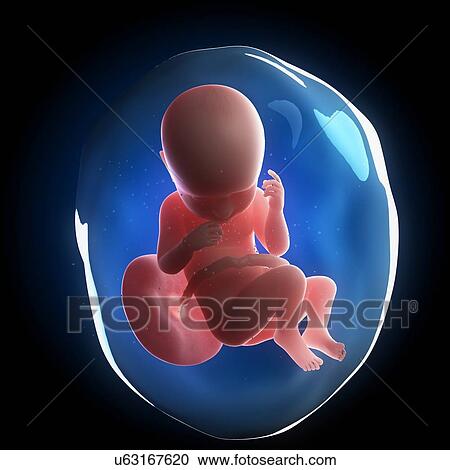 Clipart - Fetal development, artwork. Fotosearch