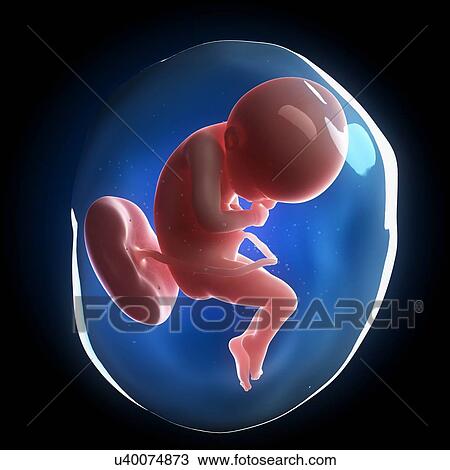 Drawing - Fetal development, artwork. Fotosearch