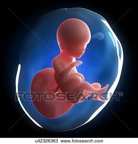 Drawing - Fetal development, artwork. Fotosearch