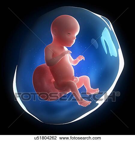 Drawing - Fetal development, artwork. Fotosearch