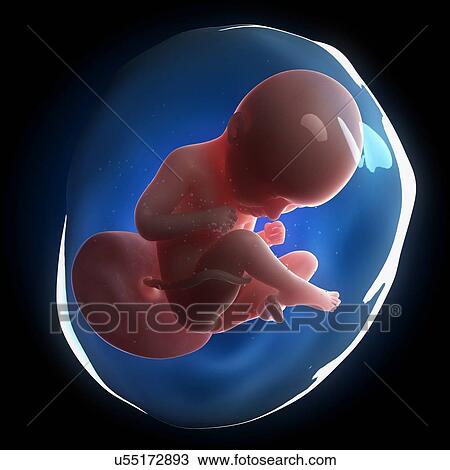 Fetal development, artwork View Large Illustration Drawing - Fetal development, artwork. Fotosearch