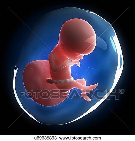 Fetal development, artwork View Large Illustration Drawing - Fetal development, artwork. Fotosearch
