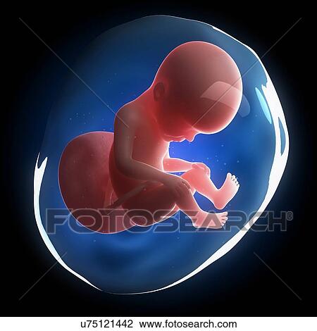 Fetal development, artwork View Large Illustration Drawing - Fetal development, artwork. Fotosearch