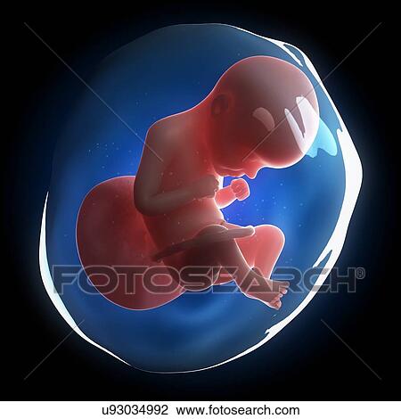 Drawing - Fetal development, artwork. Fotosearch