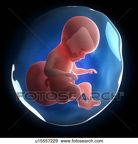 Stock Illustration - Fetal development, artwork. Fotosearch