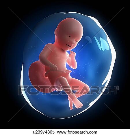 Fetal development, artwork View Large Illustration Stock Illustration - Fetal development, artwork. Fotosearch