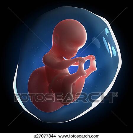 Stock Illustration - Fetal development, artwork. Fotosearch