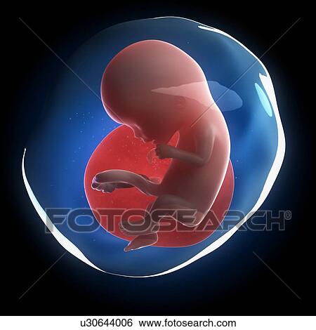 Fetal development, artwork View Large Illustration Stock Illustration - Fetal development, artwork. Fotosearch