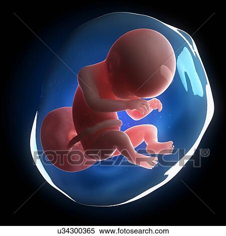 Stock Illustration - Fetal development, artwork. Fotosearch