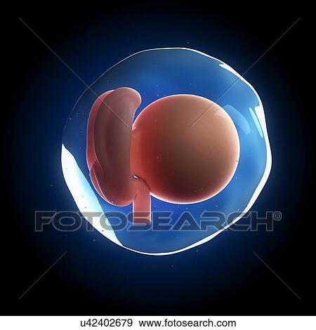 Stock Illustration - Fetal development, artwork. Fotosearch