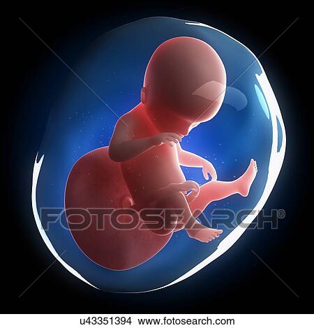 Fetal development, artwork View Large Illustration Stock Illustration - Fetal development, artwork. Fotosearch