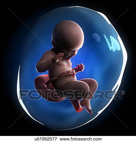 Fetal development, artwork View Large Illustration Stock Illustration - Fetal development, artwork. Fotosearch