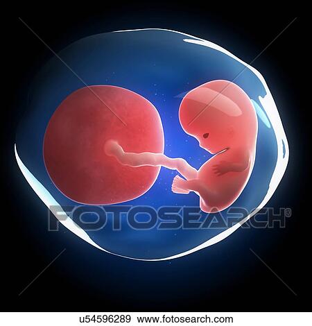 Fetal development, artwork View Large Illustration Stock Illustration - Fetal development, artwork. Fotosearch