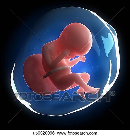Stock Illustration - Fetal development, artwork. Fotosearch