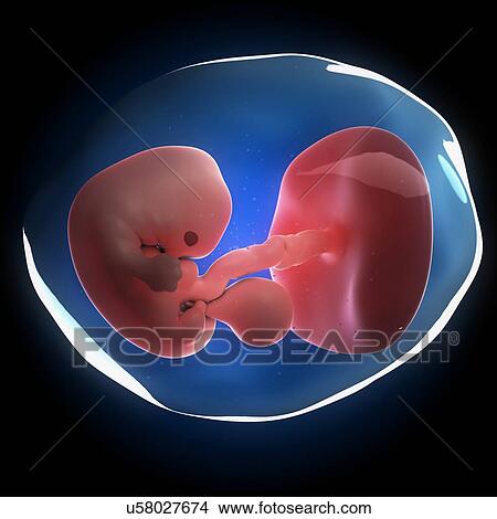 Stock Illustration - Fetal development, artwork. Fotosearch