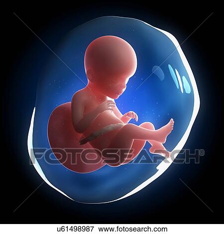 Fetal development, artwork View Large Illustration Stock Illustration - Fetal development, artwork. Fotosearch