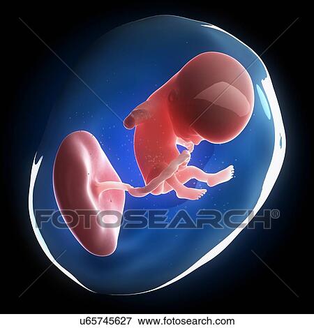 Fetal development, artwork Stock Illustration | u65745627 ...