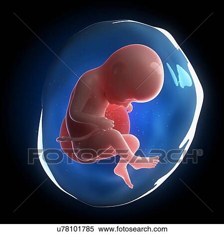 Fetal development, artwork View Large Illustration Stock Illustration - Fetal development, artwork. Fotosearch
