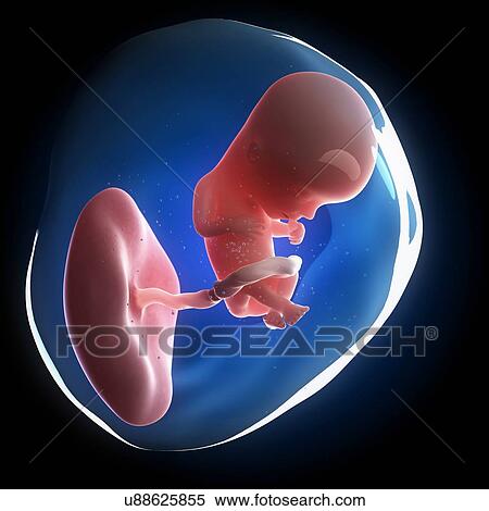 Fetal development, artwork View Large Illustration Stock Illustration - Fetal development, artwork. Fotosearch