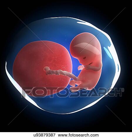 Stock Illustration - Fetal development, artwork. Fotosearch