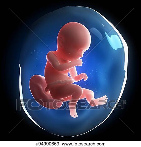 Stock Illustration - Fetal development, artwork. Fotosearch