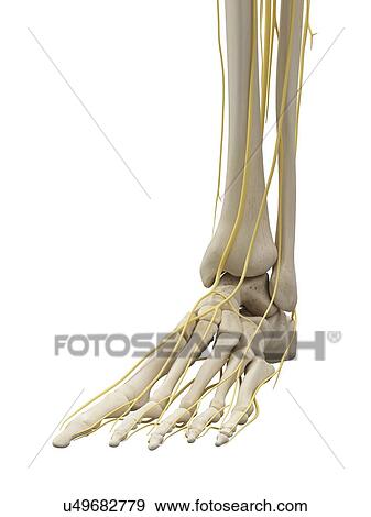 Foot bones and nerves, artwork View Large Illustration Stock Illustration - Foot bones and nerves, artwork. Fotosearch