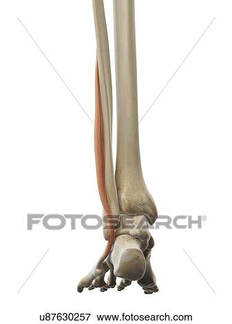 Stock Illustration - Foot muscle, artwork. Fotosearch