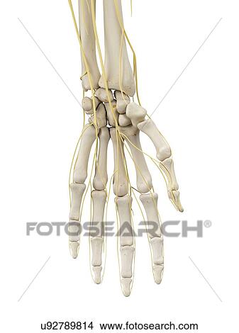 Hand bones and nerves, artwork View Large Illustration Stock Illustration - Hand bones and nerves, artwork. Fotosearch