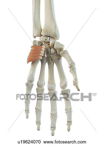 Hand muscle, artwork View Large Illustration Clipart - Hand muscle, artwork. Fotosearch