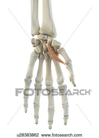 Drawing - Hand muscle, artwork. Fotosearch