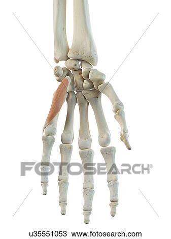 Drawing - Hand muscle, artwork. Fotosearch