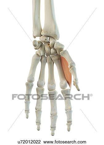 Hand muscle, artwork View Large Illustration Drawing - Hand muscle, artwork. Fotosearch