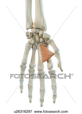 Stock Illustration - Hand muscle, artwork. Fotosearch