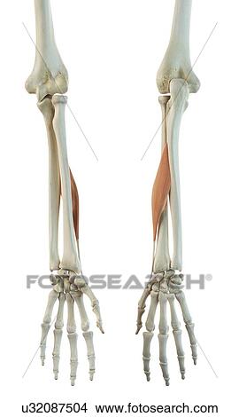Hand muscle, artwork View Large Illustration Stock Illustration - Hand muscle, artwork. Fotosearch