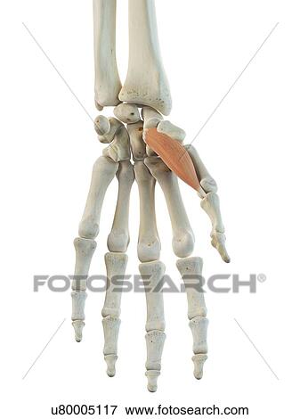 Stock Illustration - Hand muscle, artwork. Fotosearch