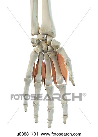 Hand muscles, artwork View Large Illustration Clip Art - Hand muscles, artwork. Fotosearch