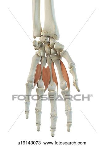 Hand muscles, artwork View Large Illustration Drawing - Hand muscles, artwork. Fotosearch