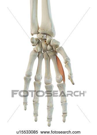 Hand muscles, artwork View Large Illustration Stock Illustration - Hand muscles, artwork. Fotosearch