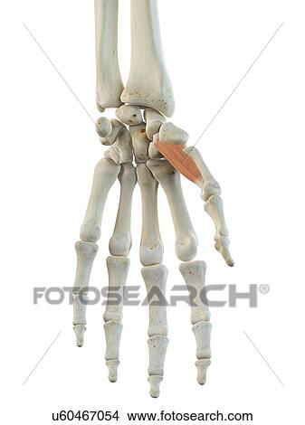 Hand muscles, artwork View Large Illustration Stock Illustration - Hand muscles, artwork. Fotosearch